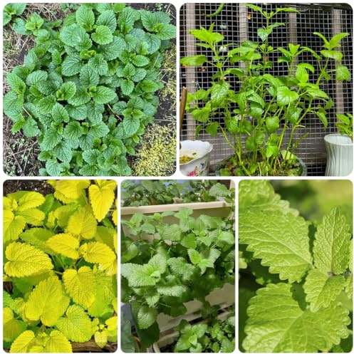 semi di melissa biologici - orto per orto e giardino di melissa selvatici da balcone biologici, autunnali 600pcs