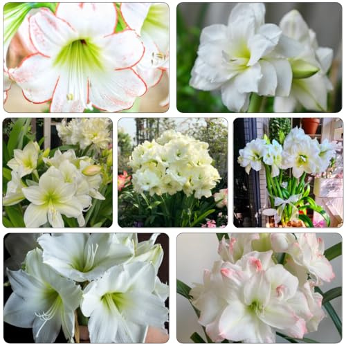 bulbi Amaryllis - Hippeastrum rutilum decorazione tagliata copertura del suolo perenni resistenti balcone giardino resistenti giardino 2pcs