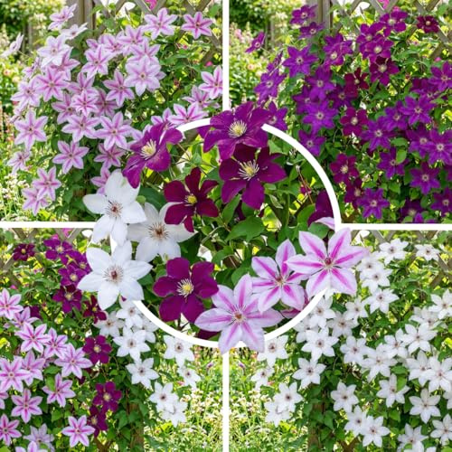 FLORIUM Clematis Tricilor Kollektion (3 Pflanzen), Mix von 3 Sorten, 1 von jeder Farbe, Winterhart und Mehrjährig, Stauden aus Holland (kein Samen, Zwiebeln und nicht künstlich)