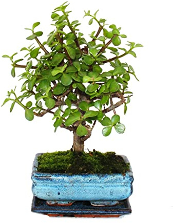 Exotenherz - Bonsai - Portulacaria afra - Jadebaum - Afrikanischer Elefantenbaum - ca. 4-5 Jahre - Kugelform
