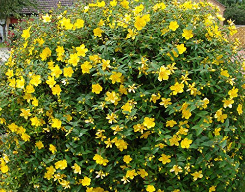 3X Garden Shrub Plants, Hypericum Hidcote Rose of Sharron Hardy Outdoor Garden Plants