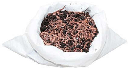 1 kg Wurmmix für die Jagd (ca. 1100 St.) Riesen-Rotwürmer - Dendrobena, Jagd-Mix für Schwarzwild, Jagdköder