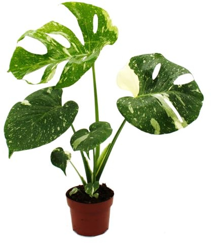 Monstera Thai-Constellation gemustertes Fensterblatt 12cm Topf
