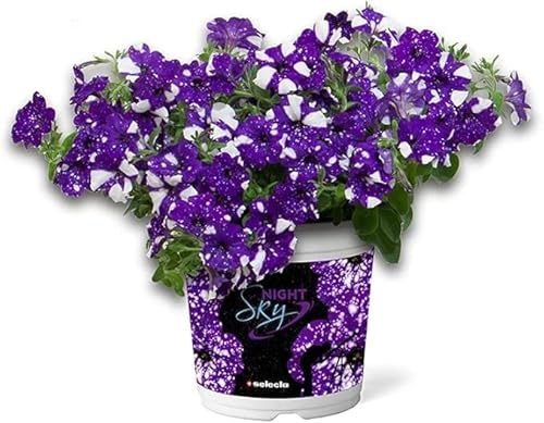 Petunia Night Sky | Pianta Fiorita a Effetto Cielo Stellato | Surfinia Pendula da Esterno, Balcone e Terrazzo | Fioritura Estiva Abbondate e Facile da Coltivare
