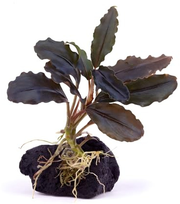 NatureHolic Bucephalandra Midnight Purple Cloud - Wasserpflanze fürs Aquarium - Pflegeleichte Aufsitzerpflanze - Ideal als Deko im Mittelgrund