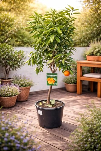 Winterharte Clementine Citrus × clementina (130-170 cm) – Pflegeleichter Clementinenbaum für Garten & Kübel, selbstfruchtend & aromatisch