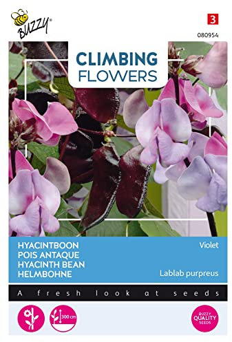 Buzzy Climbing Flowers, Dolichos Lablab, Hyacinth Bean