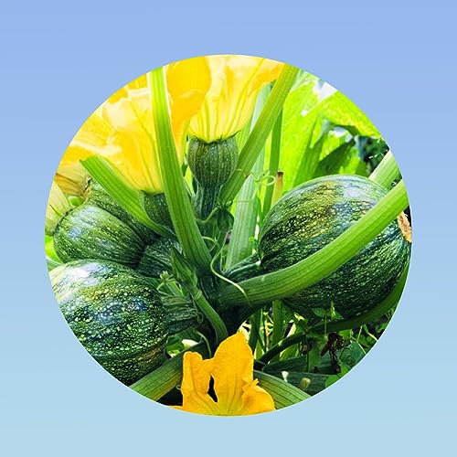 Planète graines - graines de Courgette ronde de nice - sachet 3 grammes environ 30 graines