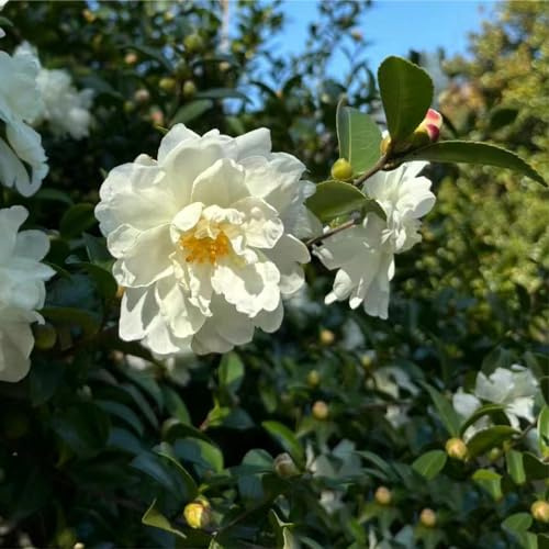 semi di camelia resistenti perenni resistenti, di giardino lungo perenni resistenti all'inverno tagliati decorazioni giardino per esterni balcone con 80pcs