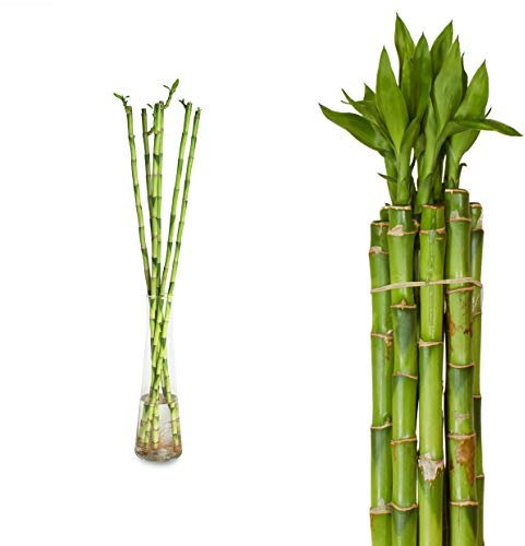 10x Lucky Bamboo Glücksbambus - 90cm GERADE - Straight in verschiedenen Groessen - Zimmerbambus Gluecksbambus Zimmer Deko Bam Boo dracaena sanderiana Zimmerpflanze