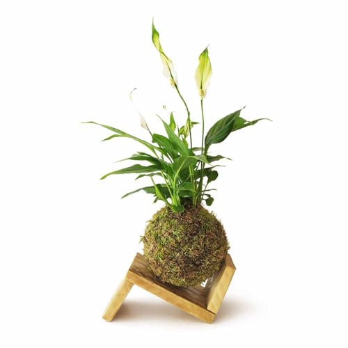 DECOALIVE Kokedama Planta Spathiphyllum - Espatifilo Árbol Natural Maceta Musgo