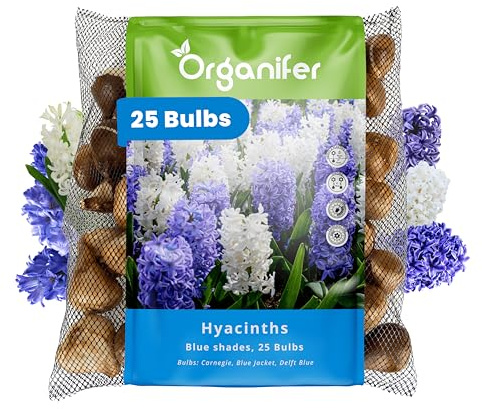 25 Bulbes De Jacinthes Bleues - Taille Xxl 16/17 Cm - Mélange De Carnegie, Blue Jacket Et Bleu De Delft - Pour Jardins Printaniers, Bordures Et Pots - Organifer