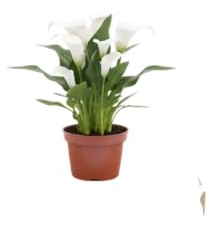 Planta Natural DECOALIVE Cala (Zantedeschia) de Exterior Perfecta para Espacios Naturales