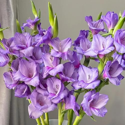 9bulbi di gladioli esotiche, gladiolo Le da giardino sono perenni resistenti da resistenti, giardino bouquet