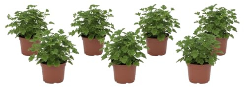 Pack Patio Vivo – Seis Geranios Antimosquitos Naturales en Maceta | DECOALIVE Plantas Aromáticas de Exterior para Terraza y Jardín