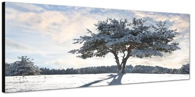 Augenblicke Wandbilder Keilrahmenbild Wandbild 150x50cm Baum Schatten Schnee Winter Wolkenschleier