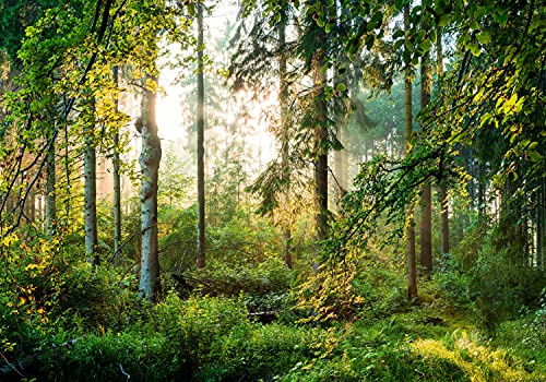wandmotiv24 Fototapete Wald Bäume Sonne, XL 350 x 245 cm - 7 Teile, Wanddeko, Wandbild, Wandtapete, Natur Blätter grün M6743