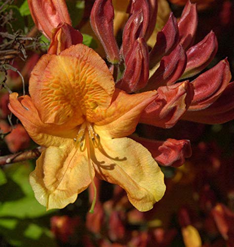 Azalee Sunte Nectarine 50-60cm - Rhododendron luteum - Alpenrose - lebende Gartenpflanze aus den Baumschulen