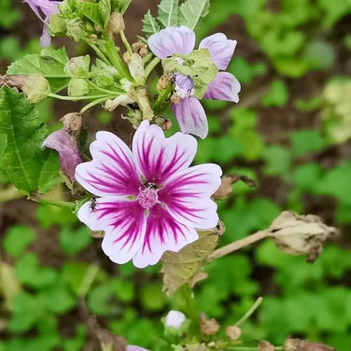 semi di malva esotiche in vaso raro giardino decorazioni balcone 500pcs