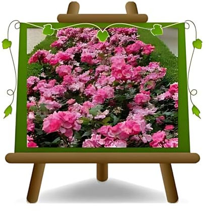 Rose Couvre-sol Pink Knock Out Vase 18 cm