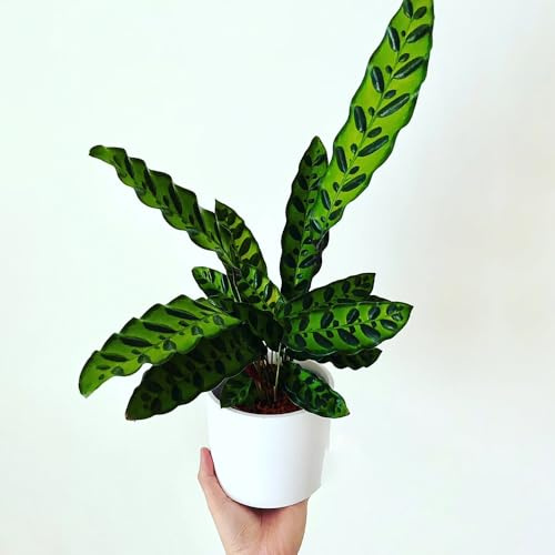 85 pcs calathea pflanze samen - deko pflanzen, balkongewächshäuser pflanzensamen, gartenpflanzen winterhart küche deko, samen zimmerpflanzen zimmerpflanzen, pflanzen für garten garten