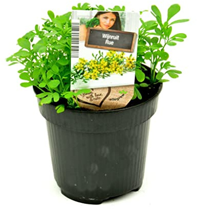 DECOALIVE Mini Planta de Ruda Natural Hierba de Exterior
