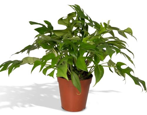 La Green Touch - Monstera Minima Zimmerpflanze, Topf 15 cm, Höhe 25 cm