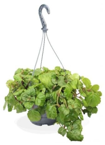 Verdecora Planta del dinero Plectranthus | Hiedra sueca | Purificadora del aire | Planta verde natural de interior en maceta colgante de Ø14cm