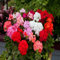 100 semillas de flores de geranio mixtas