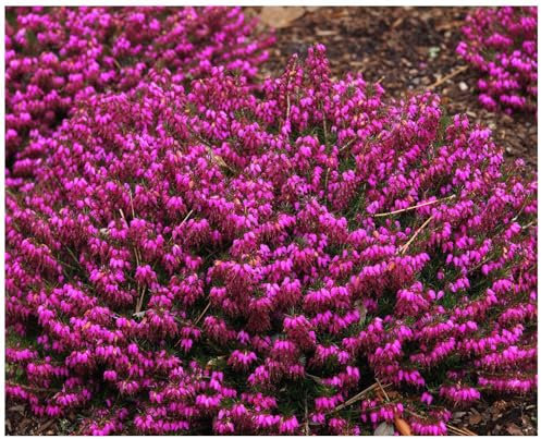 GrowOn Shrubs Heather Erica Carnea 'Myretoun Ruby' | Evergreen Shrub | Outdoor Garden Ready Plant | Winter to Spring Flowering | Deep Rose Pink Flowers