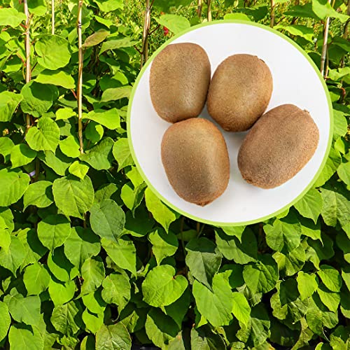 Kiwi, 4 piante con altezza 100-120 cm, vaso 16, Actinidia Deliciosa