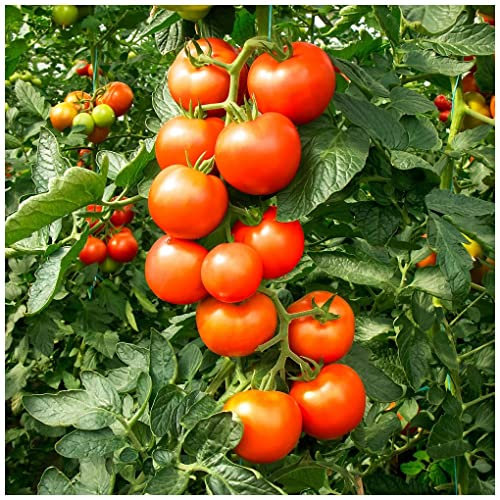 PREMIER SEEDS DIRECT - Tomato FANTASIO F1-10 Seeds - Blight Resistant