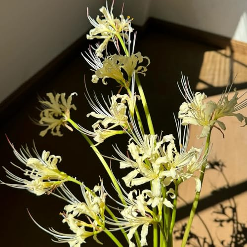 4bulbos Lirio araña Lycoris radiata, sangre en perenne, interior de primavera cobertura del suelo, perenne resistente