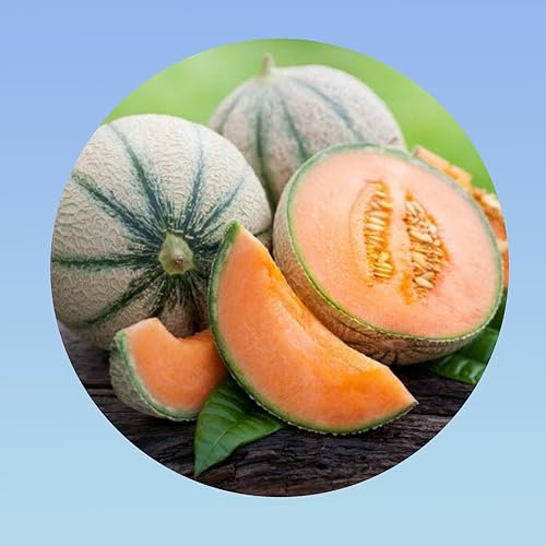 1 gramme Graines de Melon Charentais – Variété Traditionnelle Française, Chair Orange Intense, Saveur Sucrée et Parfumée – Pour Cultiver le Soleil
