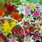 FLORIUM - 50 х Lirios Cebollas Mega Colección, (50 bulbos), Exclusivo bulbos perennes, resistente mezcla de Holanda para jardín (tubérculos grandes, sin semillas)