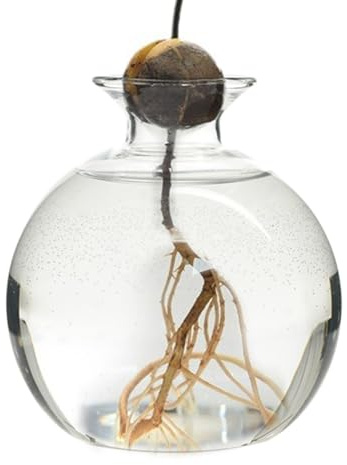 Vase de Culture d'avocat – Vases en Verre à d'avocats – Cultivez Votre Propre Avocat – Support de hydroponique en Verre pour la Culture de la Germination – Vases de Plantation de