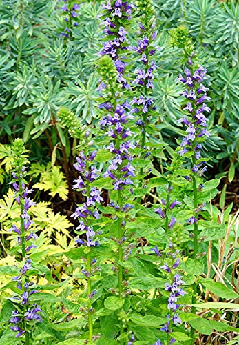 Echter Ysop - Hyssopus officinalis Blaues - 500 Samen
