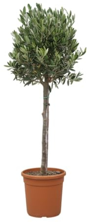 Olea europaea – echter Olivenbaum Hochstamm 110 cm | Topf Ø 22 cm