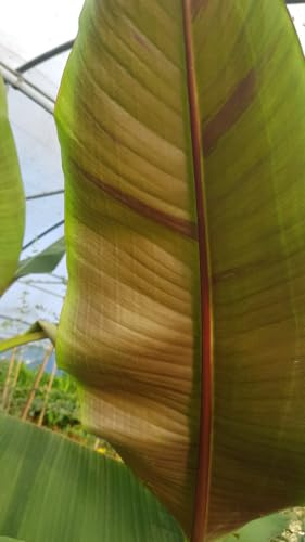 Musa sikkimensis 'Darjeeling' / Bananier du Sikkim/Conteneur de 5 à 6 litres/Sans feuilles en hiver/Plante Caduc