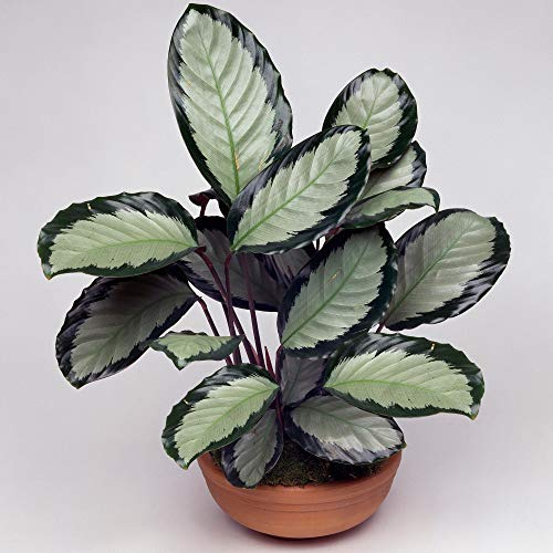 1 x Calathea picturata 'Argentea' Premium Zimmerpflanze im Topf Geschenk 30-40 cm