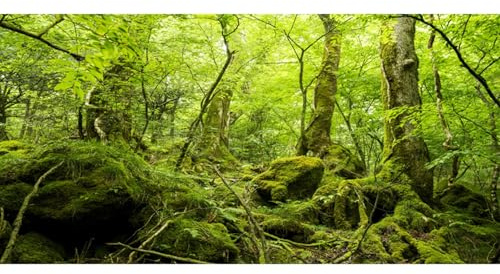MIRRORANG 120x50cm Terrarium Hintergrund Tropischer Regenwald Reptilien Lebensraum Hintergrund Grün Riesiger Baum Stein Wald Aquarium Hintergrund Haltbarer Vinyl Hintergrund
