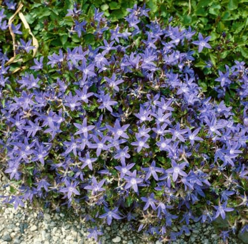 Campanula poscharskyana 'Stella' 9x9 cm Topf – Winterhart, Mehrjährig, Pflegeleicht – Polsterglockenblume – Bodendecker für Steingarten & Beet