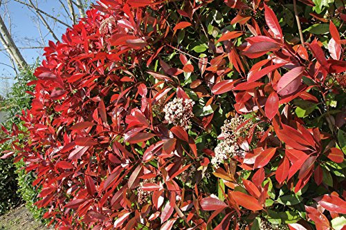 Müller Münchehof GmbH Glanzmispel immergrün im Container Größe 80 bis 100 cm