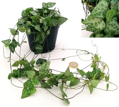 POWERS TO FLOWERS - CEROPEGIA WOODII TRIANGULARIS, VASO 12CM DIAMETRO, Pianta Vera