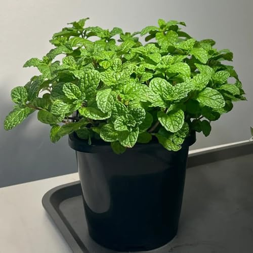 semillas de menta marroquí orgánica - perenne balcón resistentes jardín decorativas 150pcs