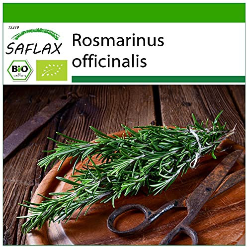 SAFLAX - BIO - Rosmarino - 40 semi - Rosmarinus officinalis