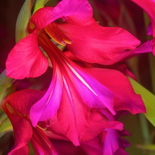 Gladiolus Bulbs-Gladiolus Plans,Plant Bulbs,Wedding Flowers,Hardy Perennial,Garden Flowers-3bulbs-a