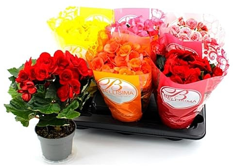 Pack de 6 Plantas variadas de Begonia Elatior. Segura Garden. Las Begonias elatior son ideales para el hogar porque aportan color y elegancia, son de fácil cuidado y florecen durante todo el año.