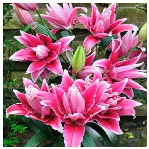 Bulbi di Giglio | Freschi, Puri, Eleganti, Dolci, Robusti, Adattabili, Graziosi,lilium bulbi-2 bulbi