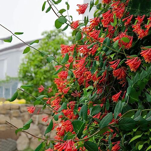 Semi caprifoglio - Letti elevati per balcone da giardino selvatici da balcone primavera perenne resistenti ciondoli estremamente resistenti, 750pz